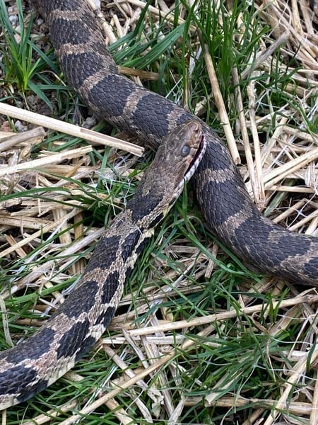 Fox snakes were not able to pass through standard erosion control blankets, so special blankets were used instead.